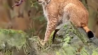 A lynx enchanted by a hummingbird