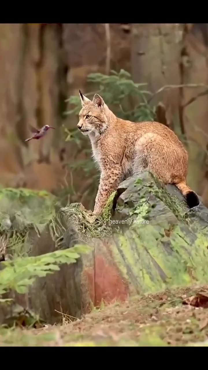 A lynx enchanted by a hummingbird