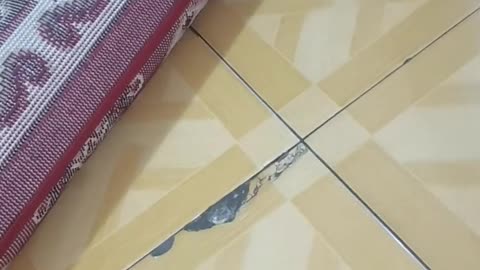OMG Carpet