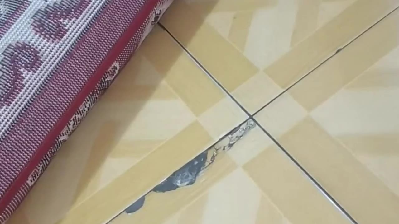 OMG Carpet