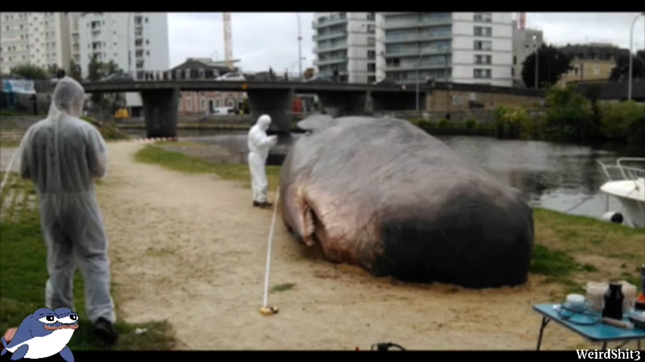 UFO Drops Off Whale On Grass In Oklahoma