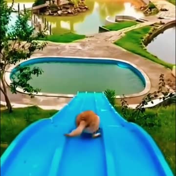 Funny Animal Videos😂🐱🐶