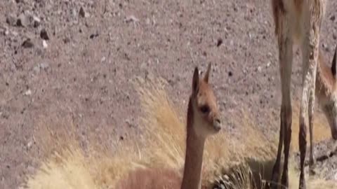 vicuña