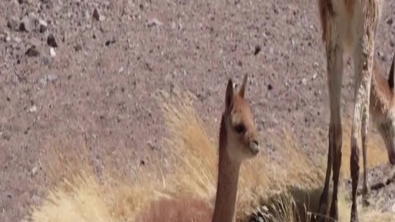 vicuña
