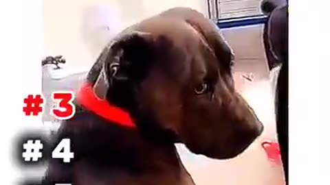 Funny animal video