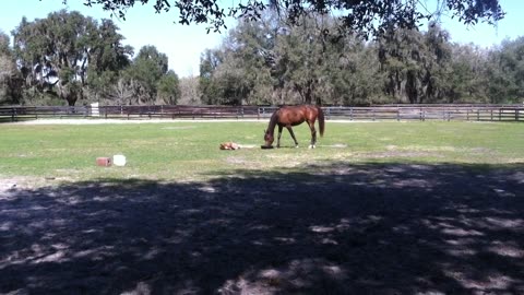 3 day old Arabian horse
