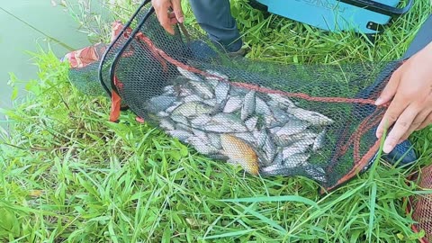 Eel Spin Fishing in River Mud Flats