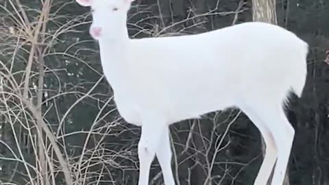 Albino Deer Up Close