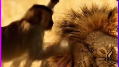 Monkey Wakes Up a LION... You Won't Believe What Happens!