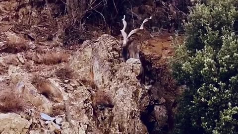 strength, pride of Pakistan the MARKHOR stands tall.