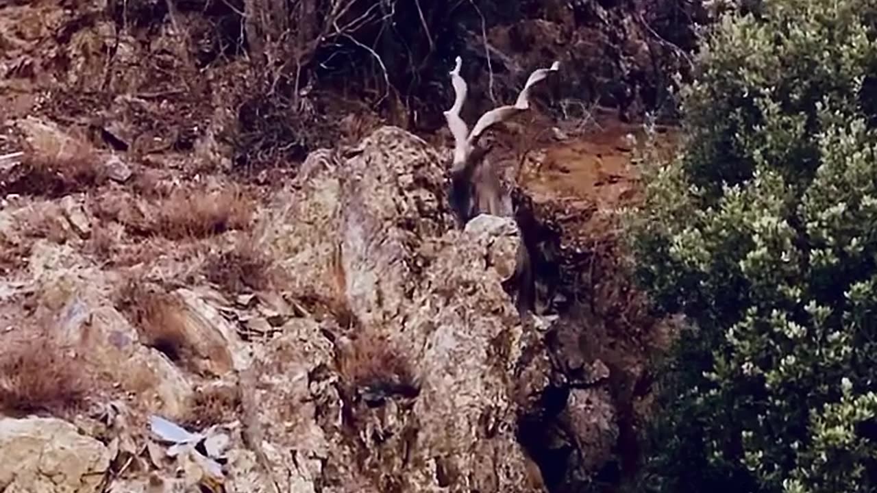 strength, pride of Pakistan the MARKHOR stands tall.