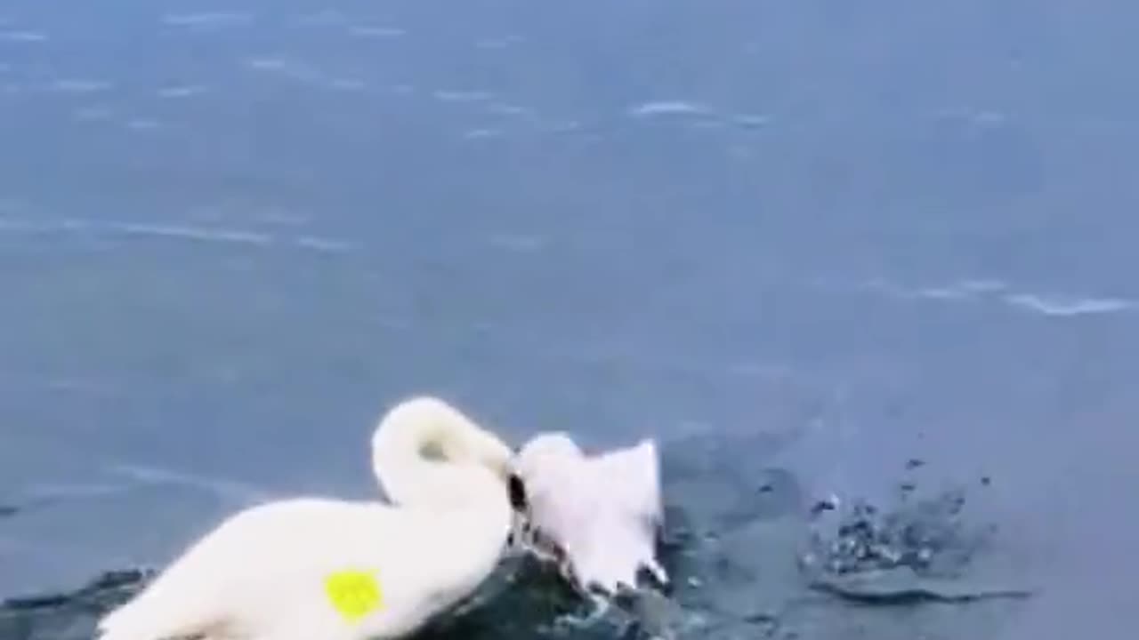 Serene Waters vs. Swan | The Graceful Guardian of the Lake