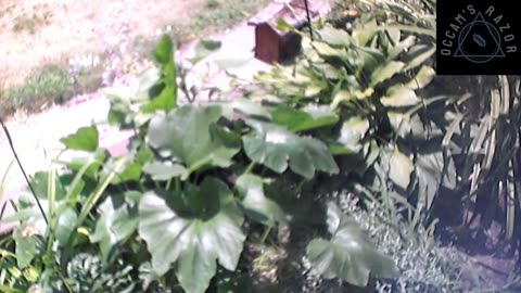 Butch the Sunflower