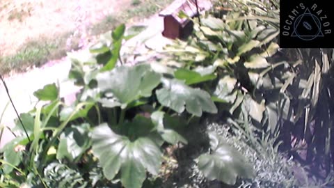 Butch the Sunflower