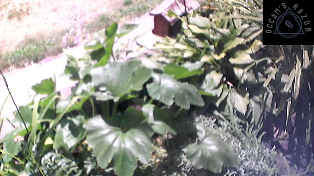 Butch the Sunflower