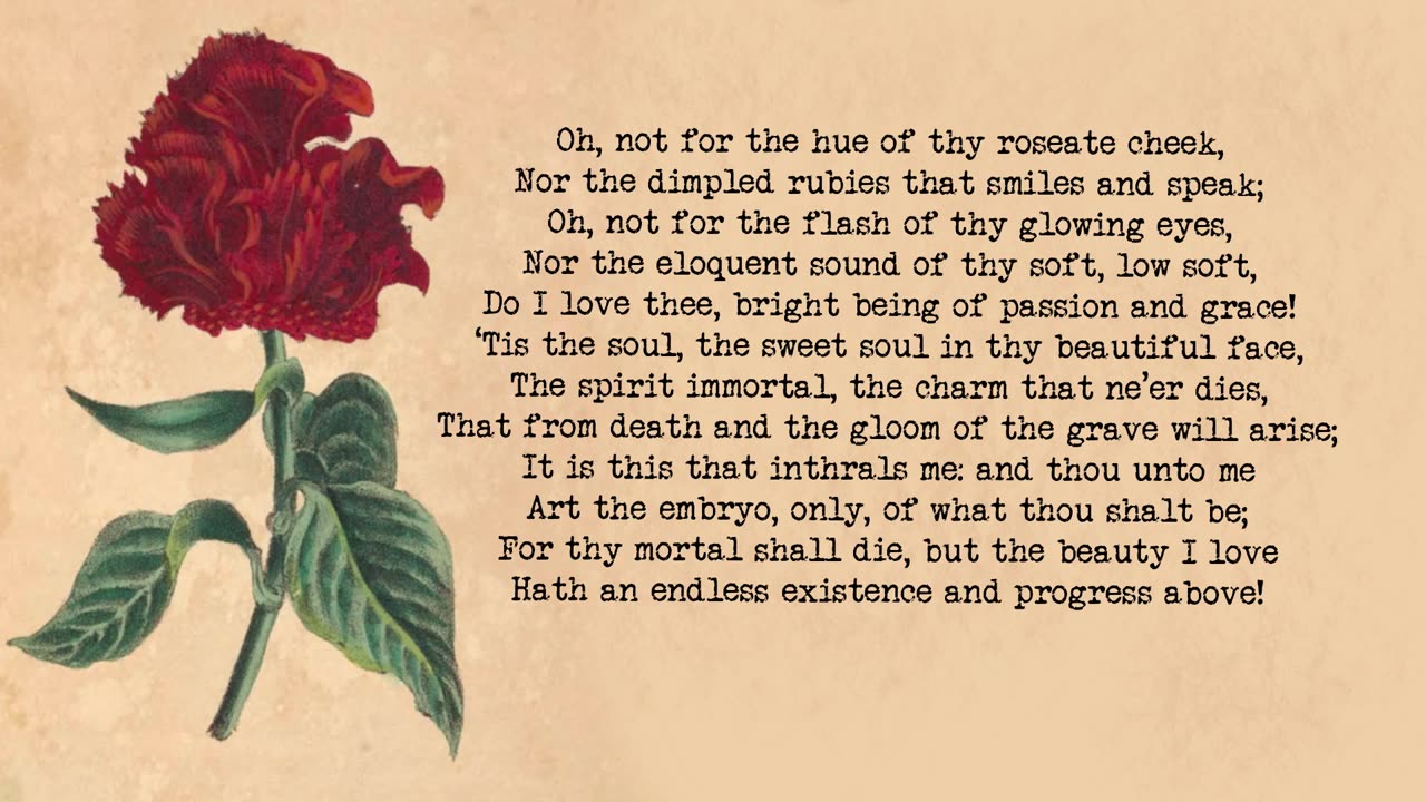 Amaranth - The Language of Flowers