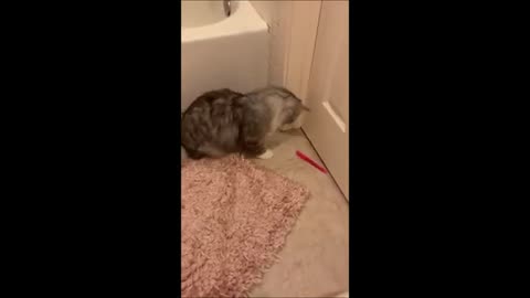 Funny animals - Funny cats dogs