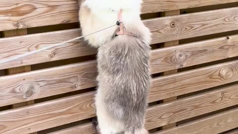 🤣🐱 Cat Olympics Training is Next Level! | FunFM