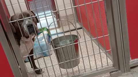 Harold 3y A802909 kennel 5 pod 1 PACC shelter PACC shelter VID_20250507_164514724