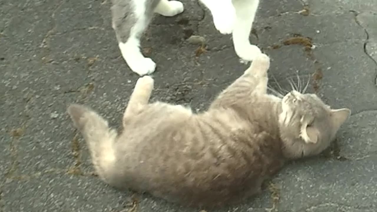 2 Cats - Play or Fight?