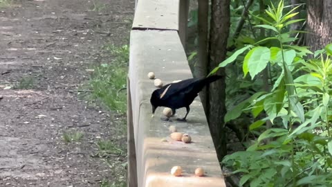 Red tipped wing black bird stopped by