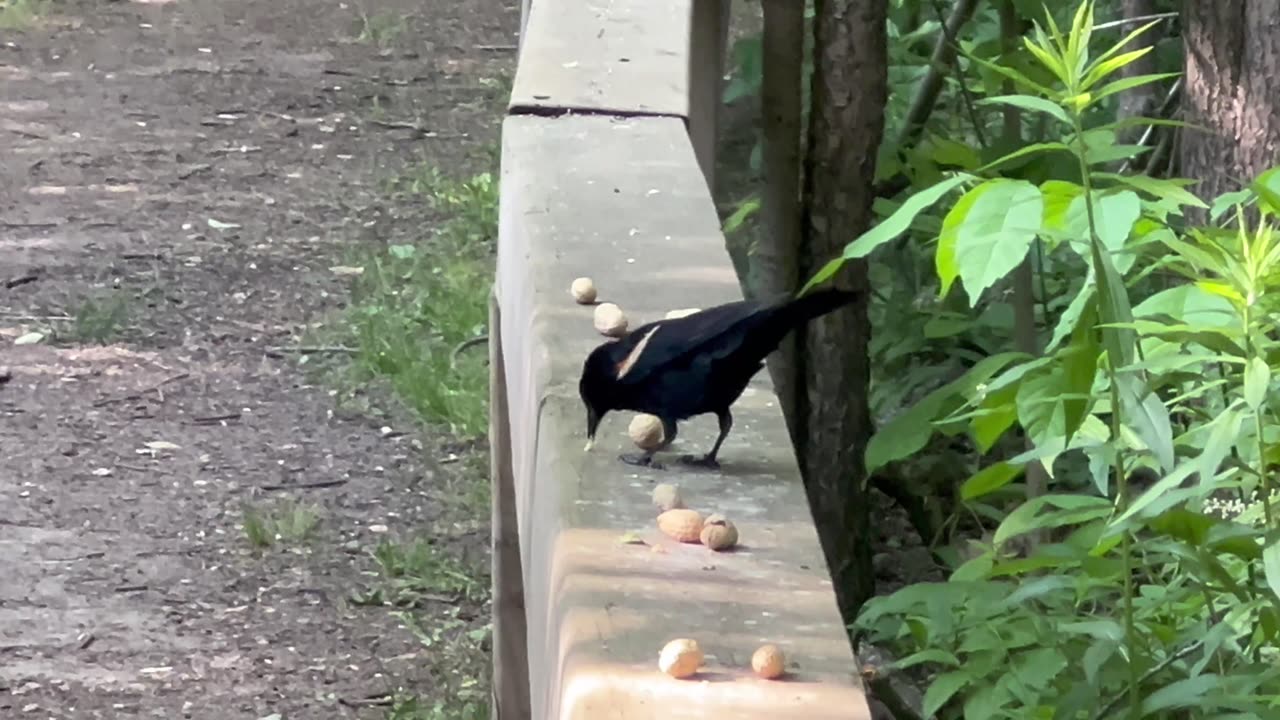 Red tipped wing black bird stopped by