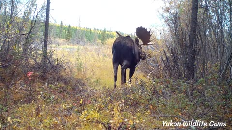 Six months at the Moose Cam