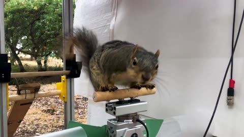 Berkeley researchers designed this robot to jump like a squirrel