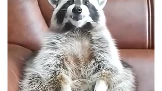 😂🤯 Raccoon's HILARIOUS Reaction to Disappearing Grapes! | FunFM