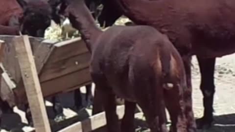 alpaca