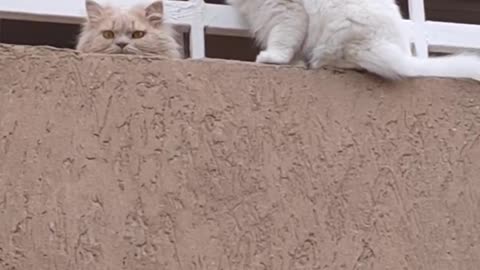 The cat crept up for a kiss.