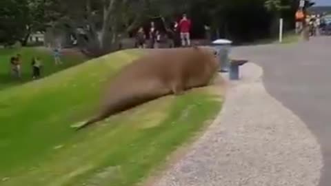 Now that's a big boy! Ever seen an elephant seal up close?