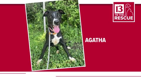 Our 13 to the Rescue series features adoptable pets from local shelters each week.