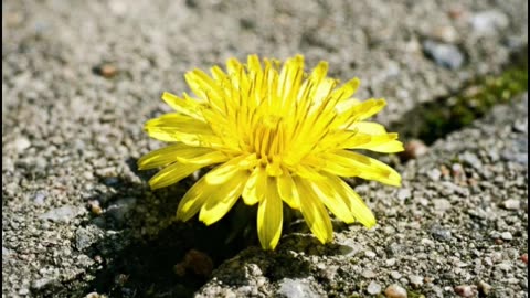 Joy Comes in the Morning