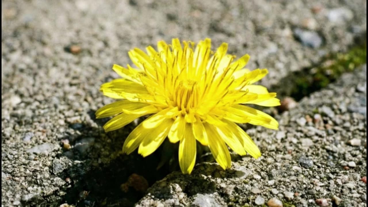 Joy Comes in the Morning