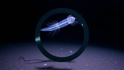 The Pressure-Bent Predator: Bythotriaena abyssicola