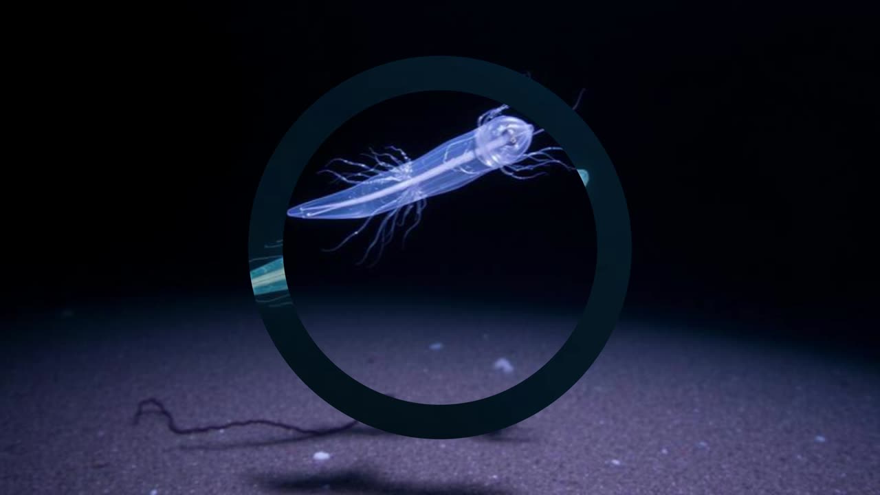 The Pressure-Bent Predator: Bythotriaena abyssicola