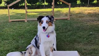 Platform Balance beam Hurdle short 4