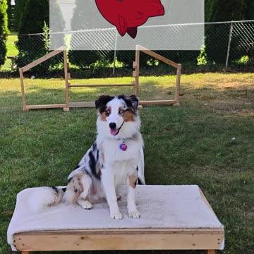 Platform Balance beam Hurdle short 4