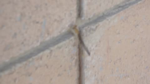 Quite a blurry damselfly resting