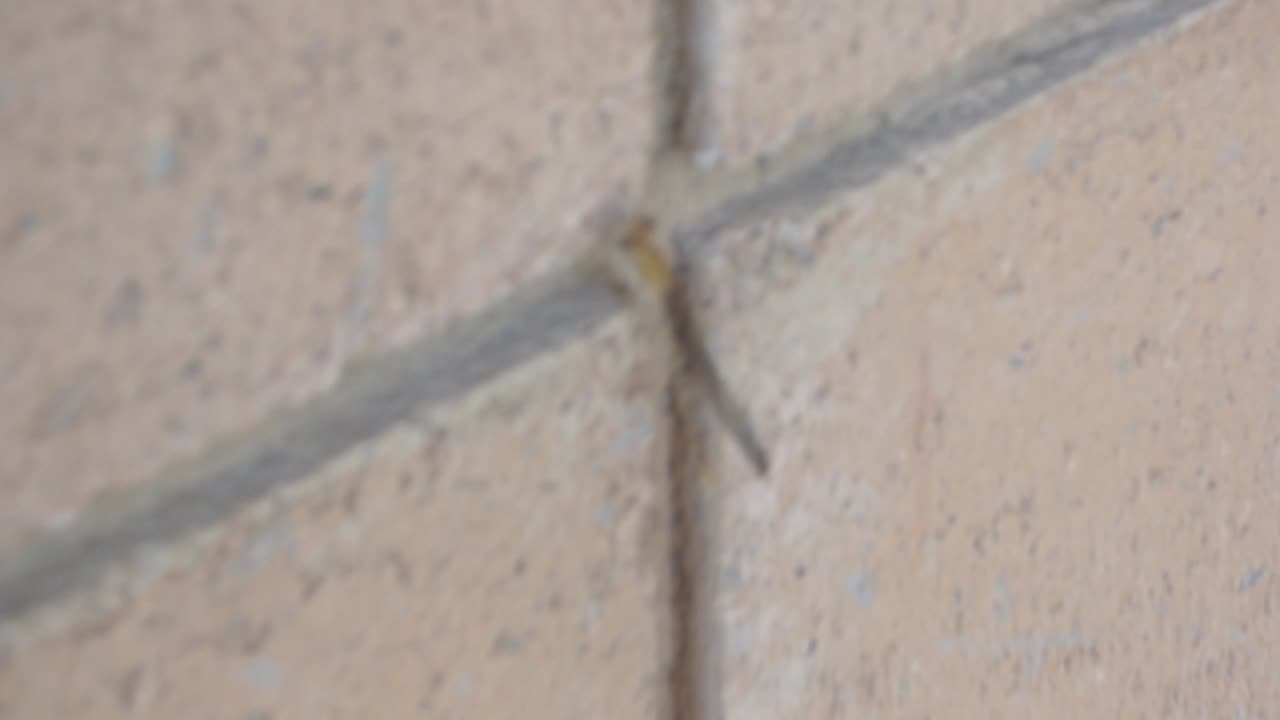Quite a blurry damselfly resting