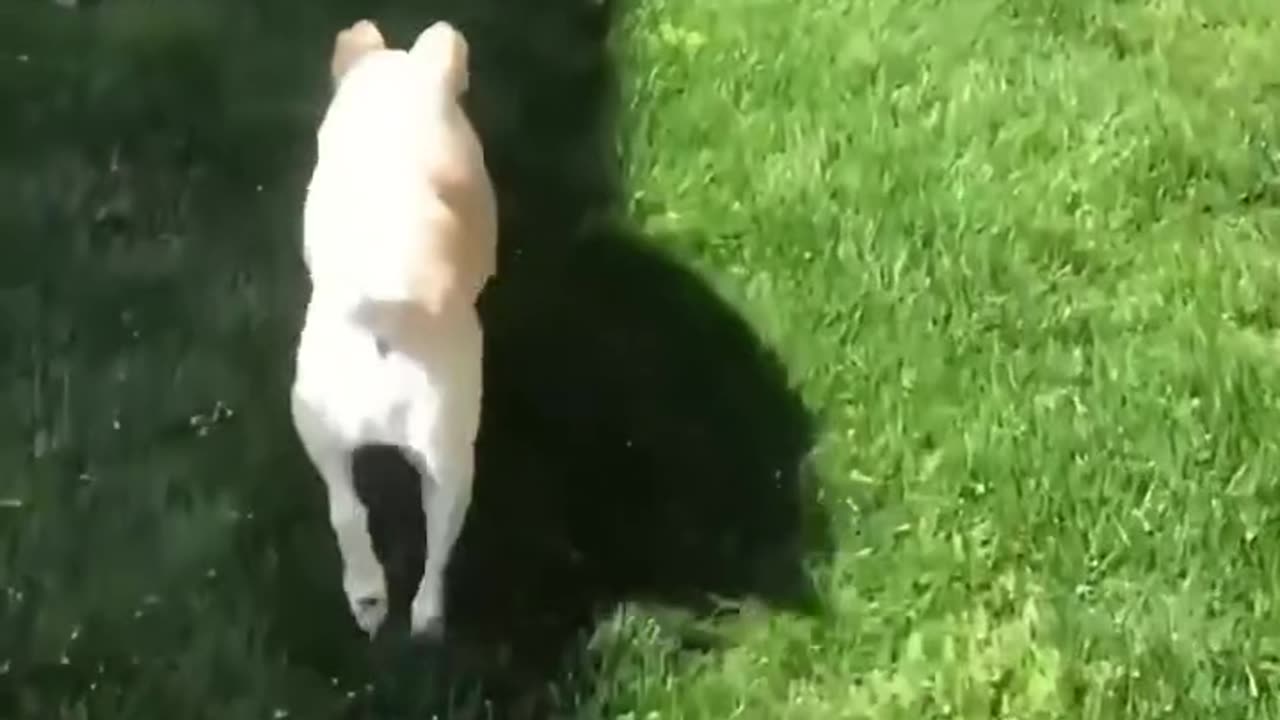 This family adopted a dog that is blind in both eyes ❤️