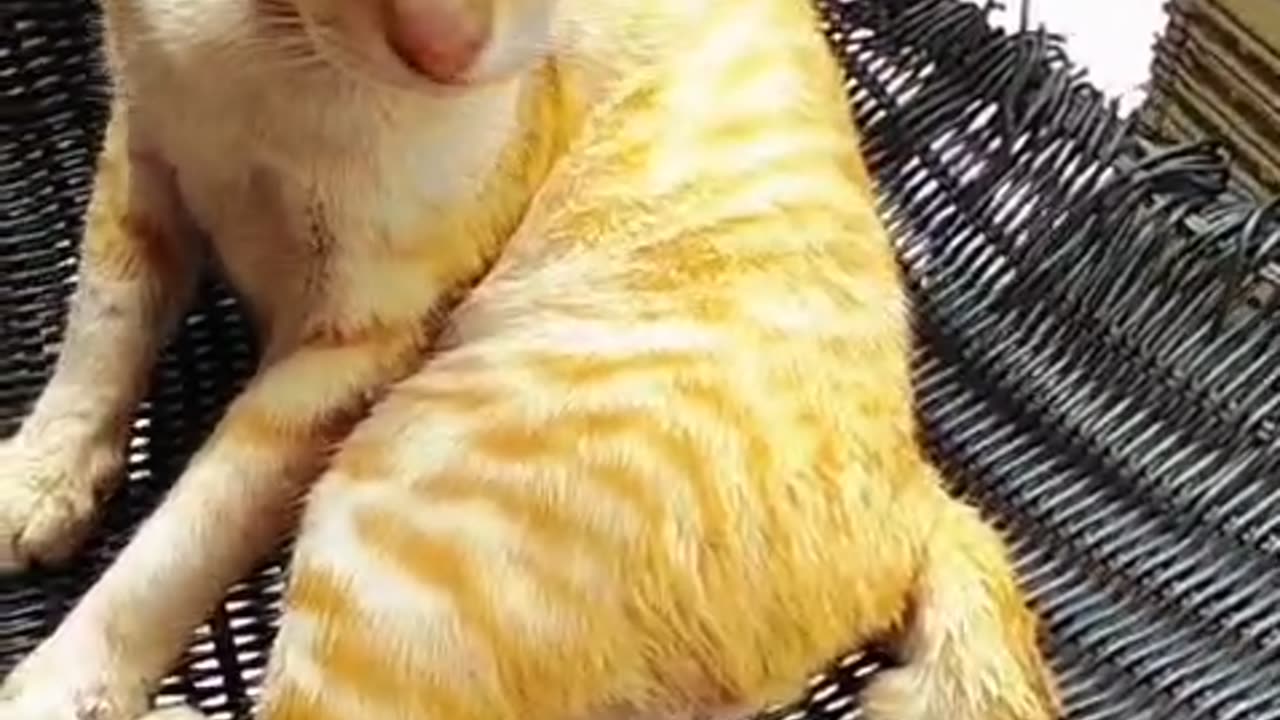 “Owner Gives Serious Briefing to His Naughty Cats... But Their Reaction Is Hilarious! 😂🐱🐱”