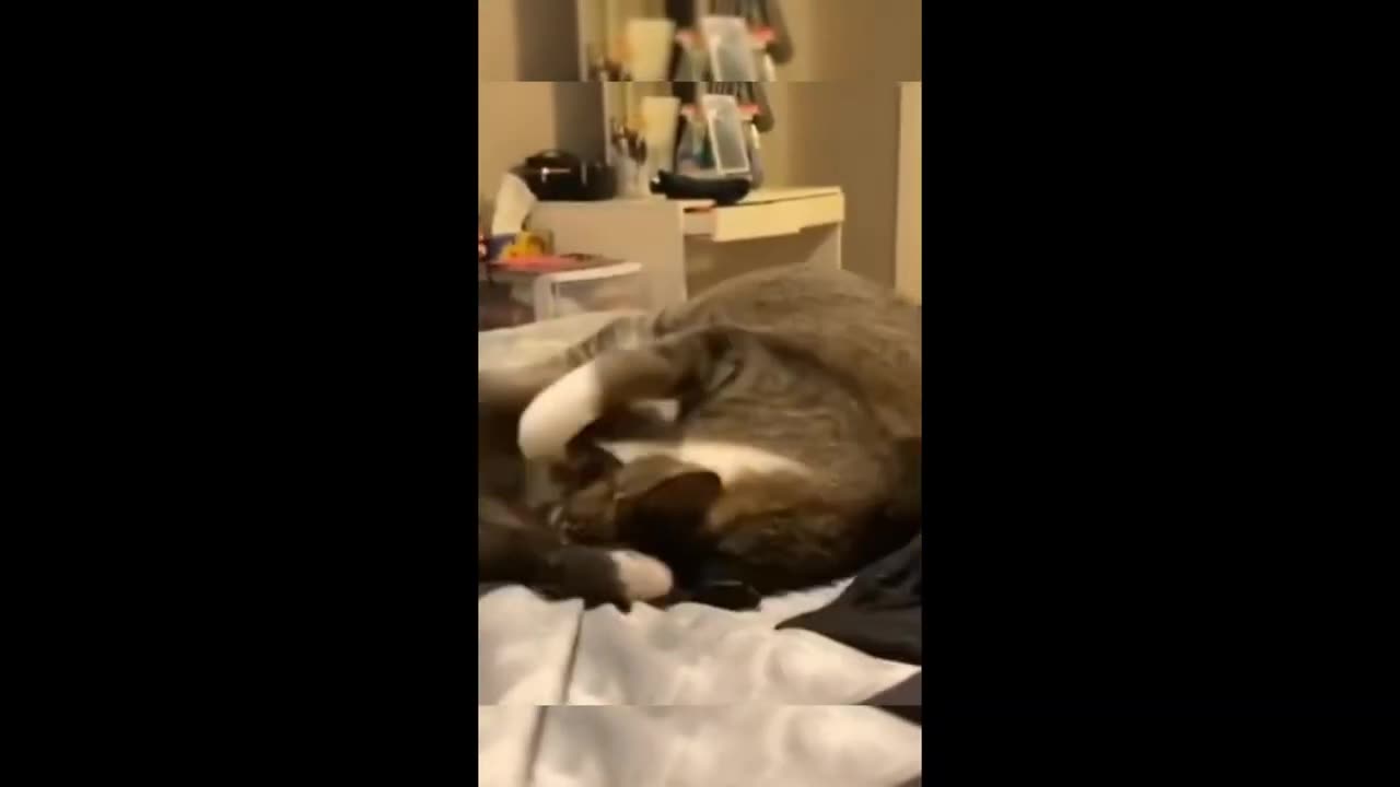 😂 Funniest Cats & Dogs 2025 – Try Not to Laugh Challenge 🐾🤣 Part 1