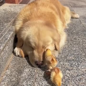 Dog and his feathery friends soaking up the sun!.hd