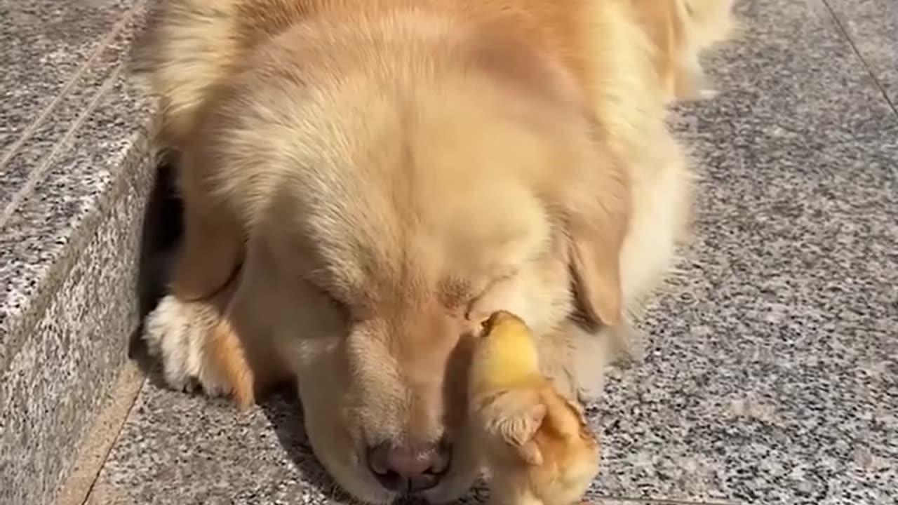 Dog and his feathery friends soaking up the sun!.hd