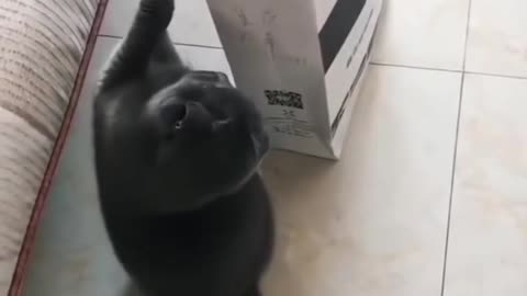 Cat in the Box Strikes Again! 😂 Sneaky & Adorable