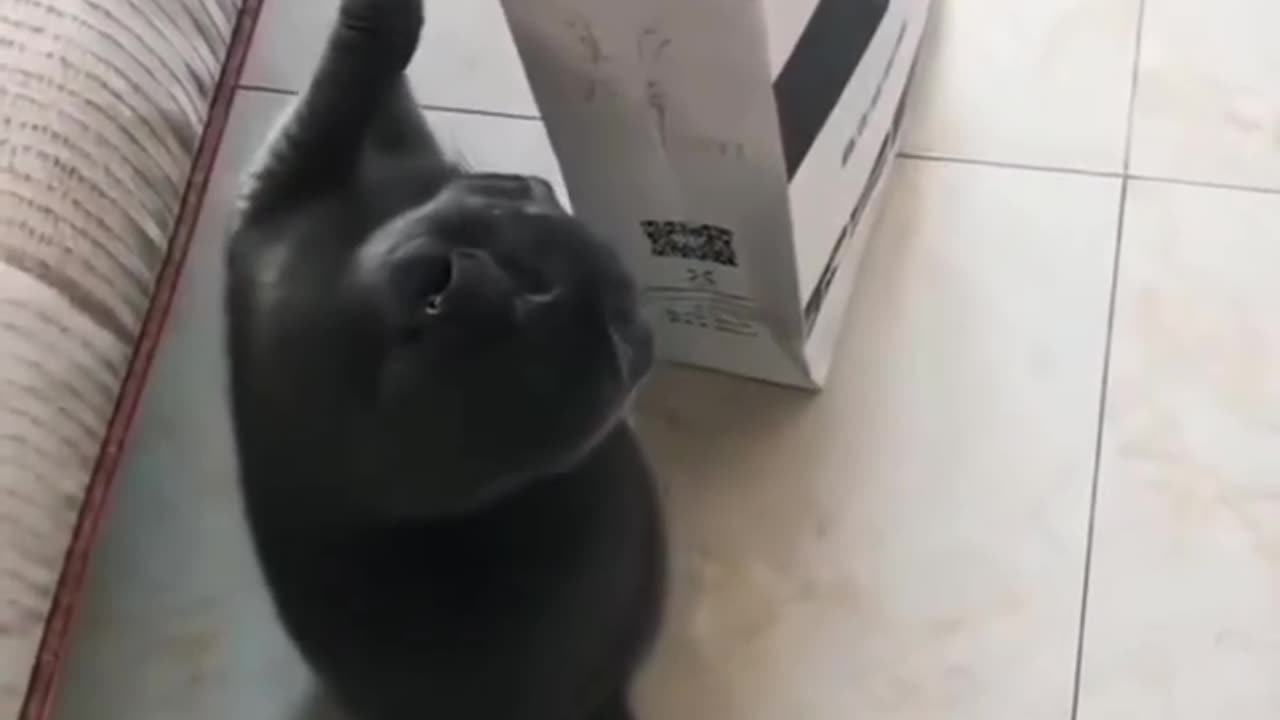 Cat in the Box Strikes Again! 😂 Sneaky & Adorable