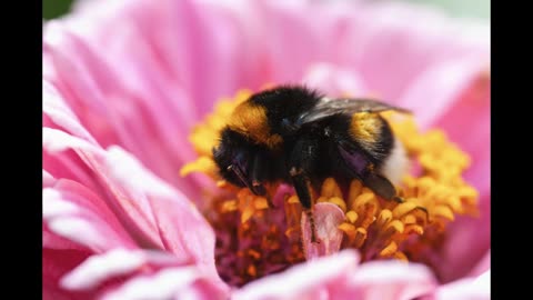 Lord Winter - Bumblebee