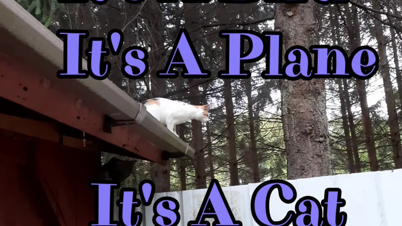 The Flying Cat